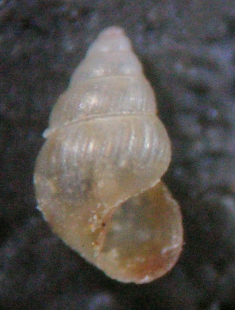 Pusillina incospicua